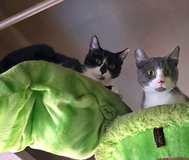 Jimmy Joins The Cat Cafe Clowder